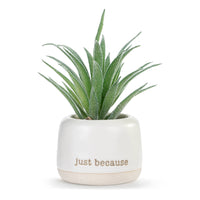 Thinking of You Mini Succulent
