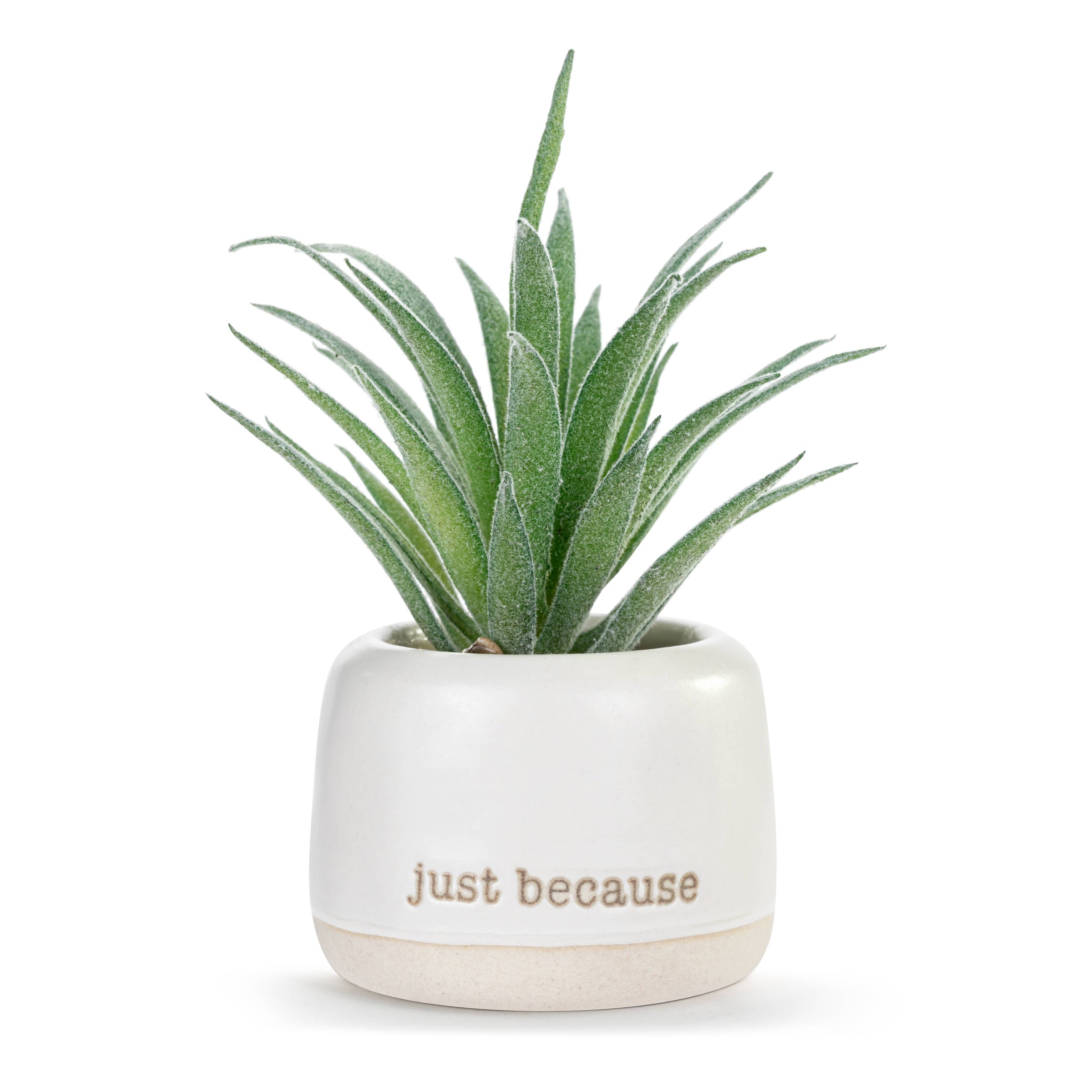 Thinking of You Mini Succulent