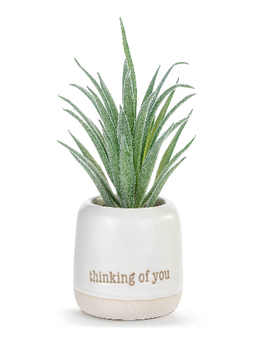 Thinking of You Mini Succulent
