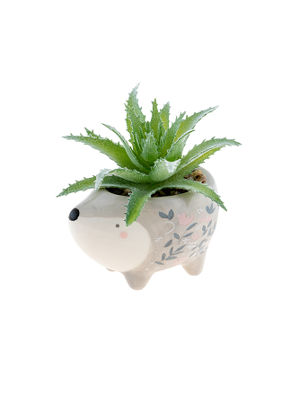 Hedgehog Succulent