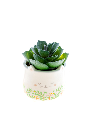 Cat Succulent