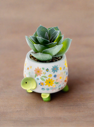 Turtle Succulent