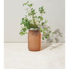 Garden Jar Parsley